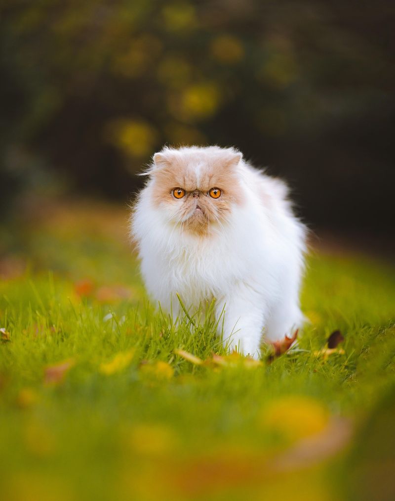 Persian
