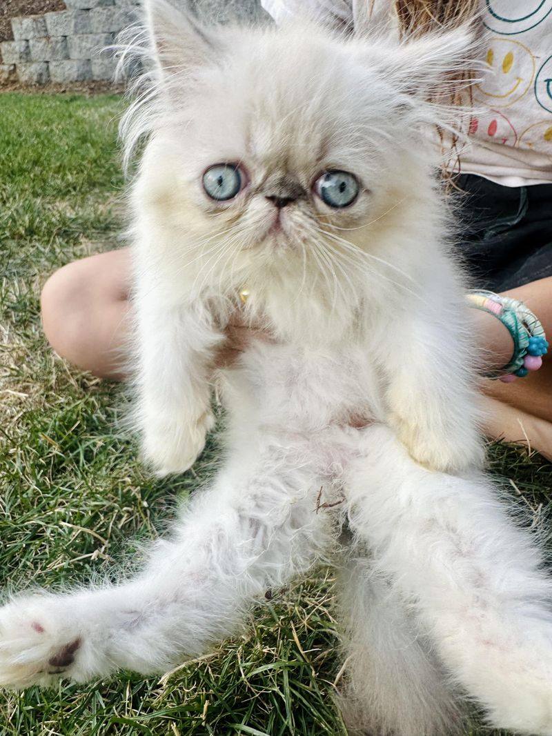 Persian