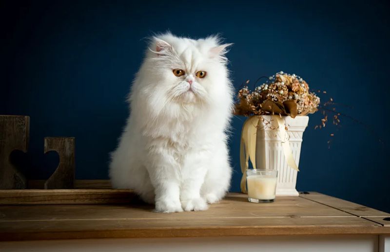 Persian