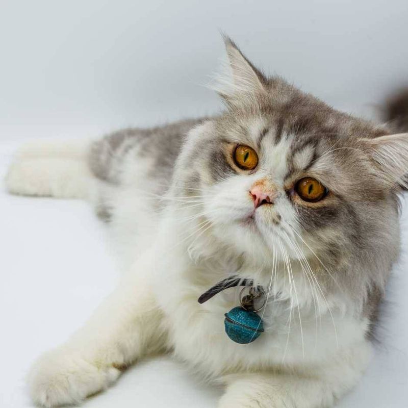 Persian