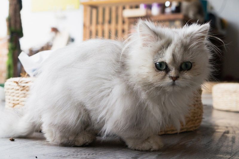 Persian