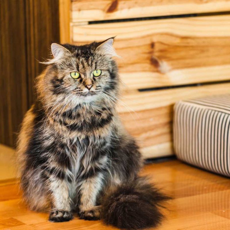 Persian