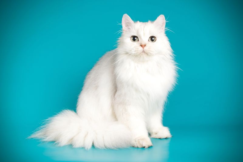 Persian Cat