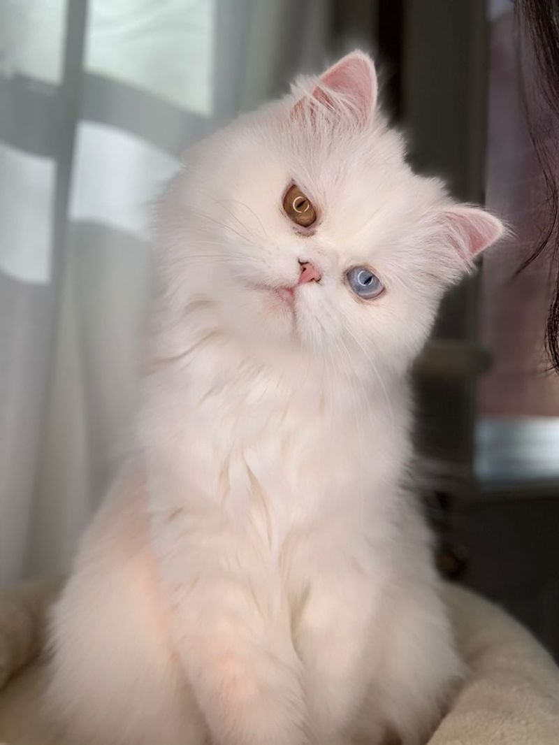 Persian Cat