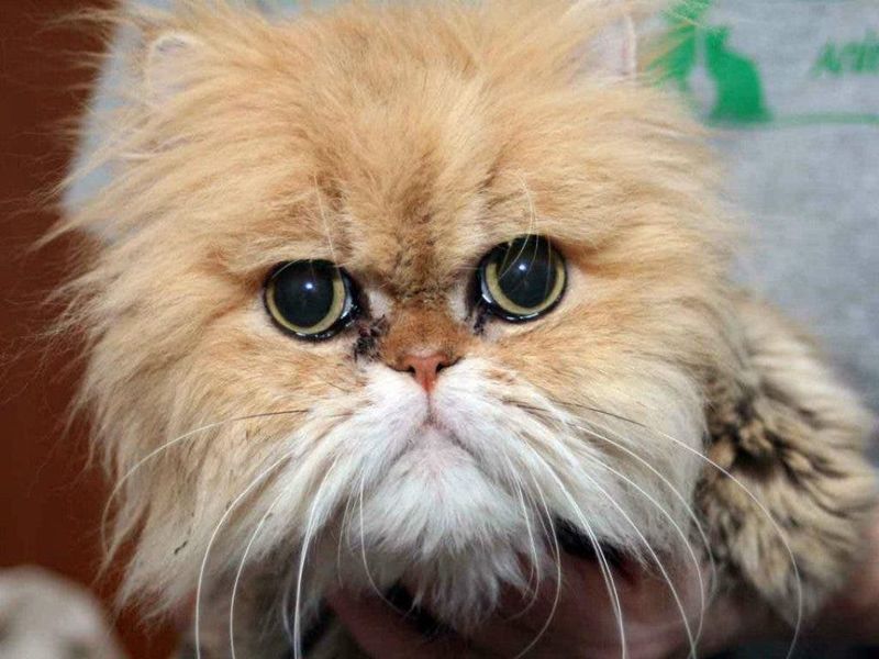 Persian Cats