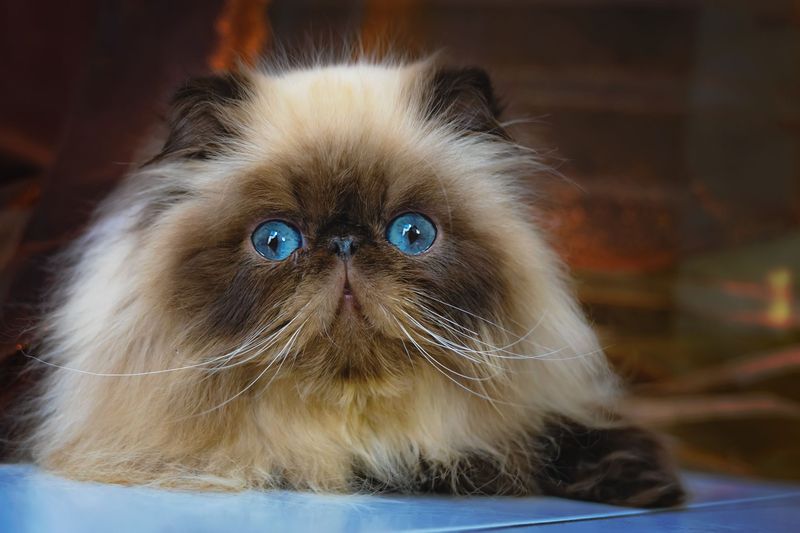 Persian