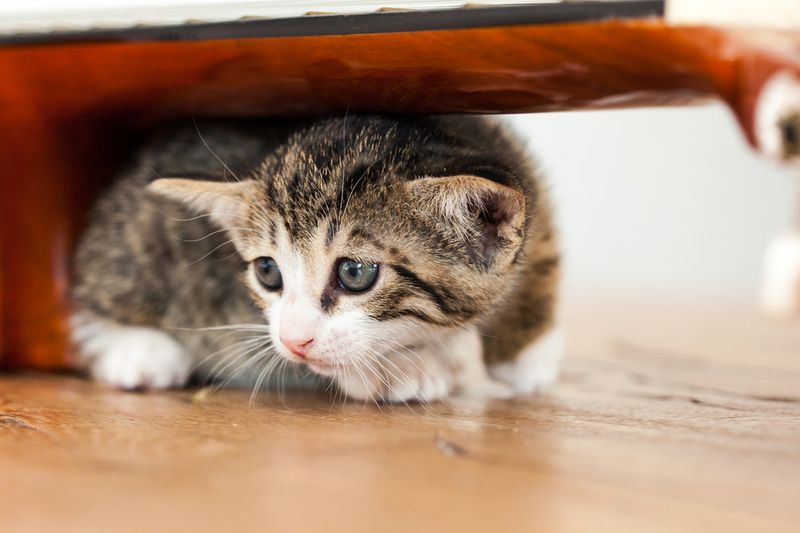 Persistent Hiding For Days