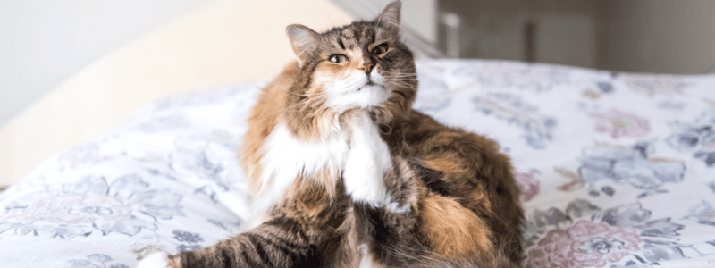 Persistent Scratching