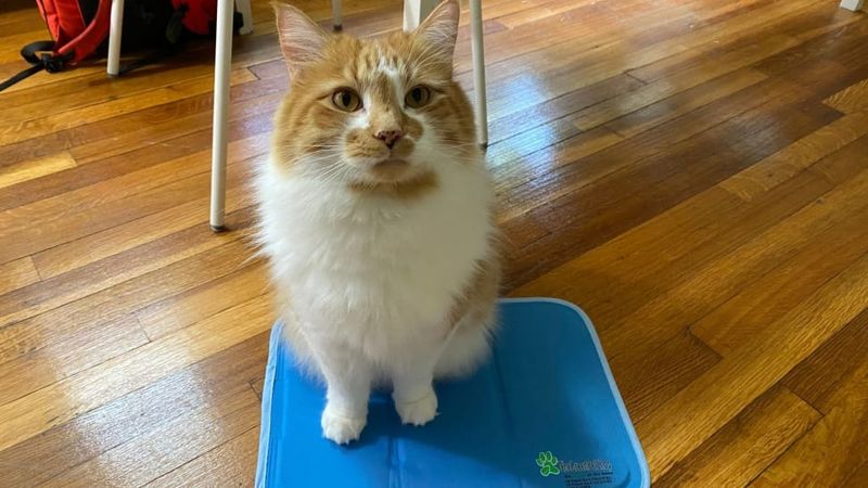 PetChill Instant Cooling Cloth Pad