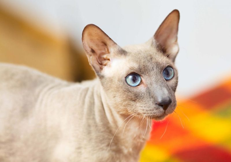 Peterbald