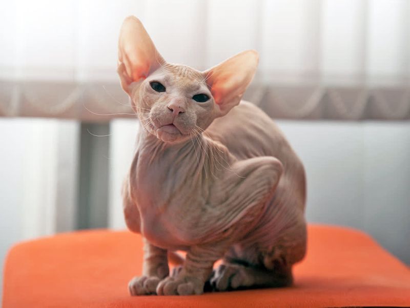 Peterbald