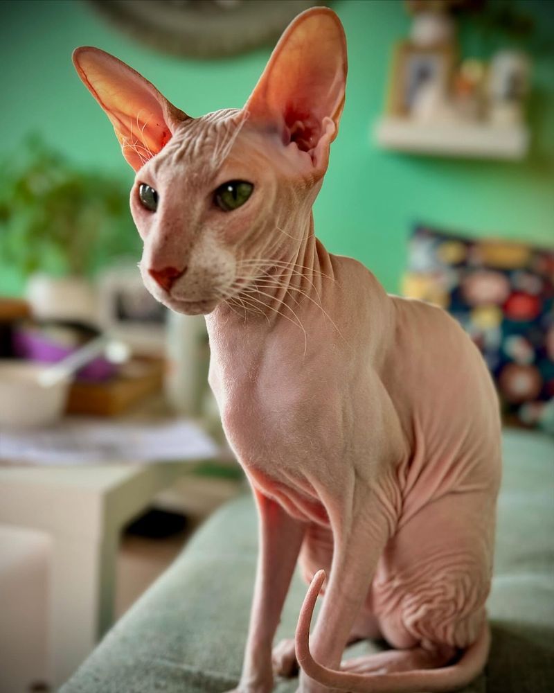 Peterbald