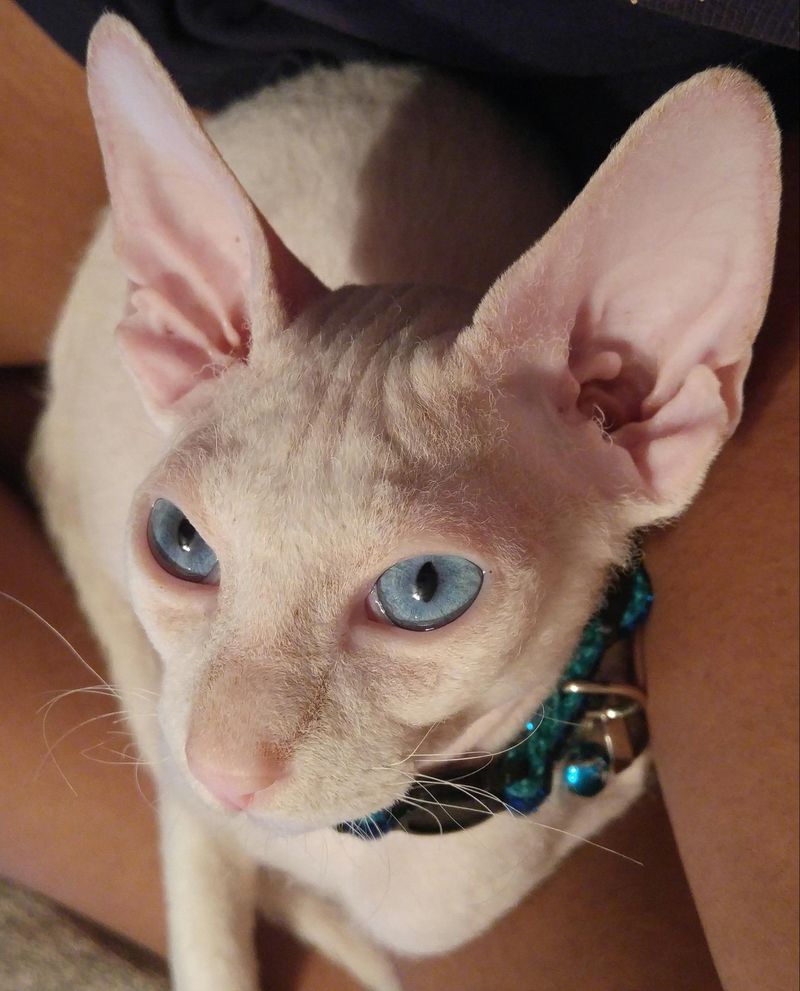 Peterbald