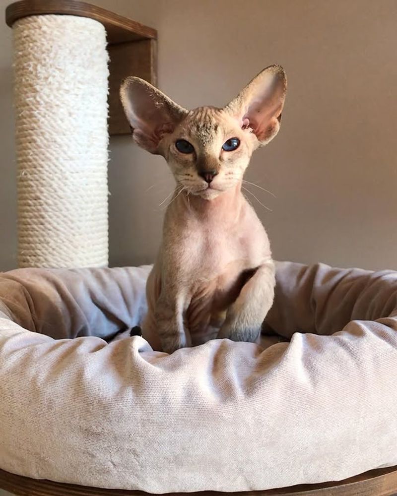 Peterbald