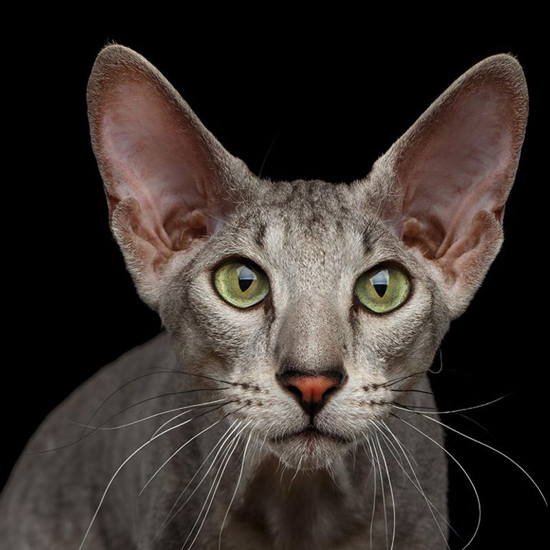 Peterbald