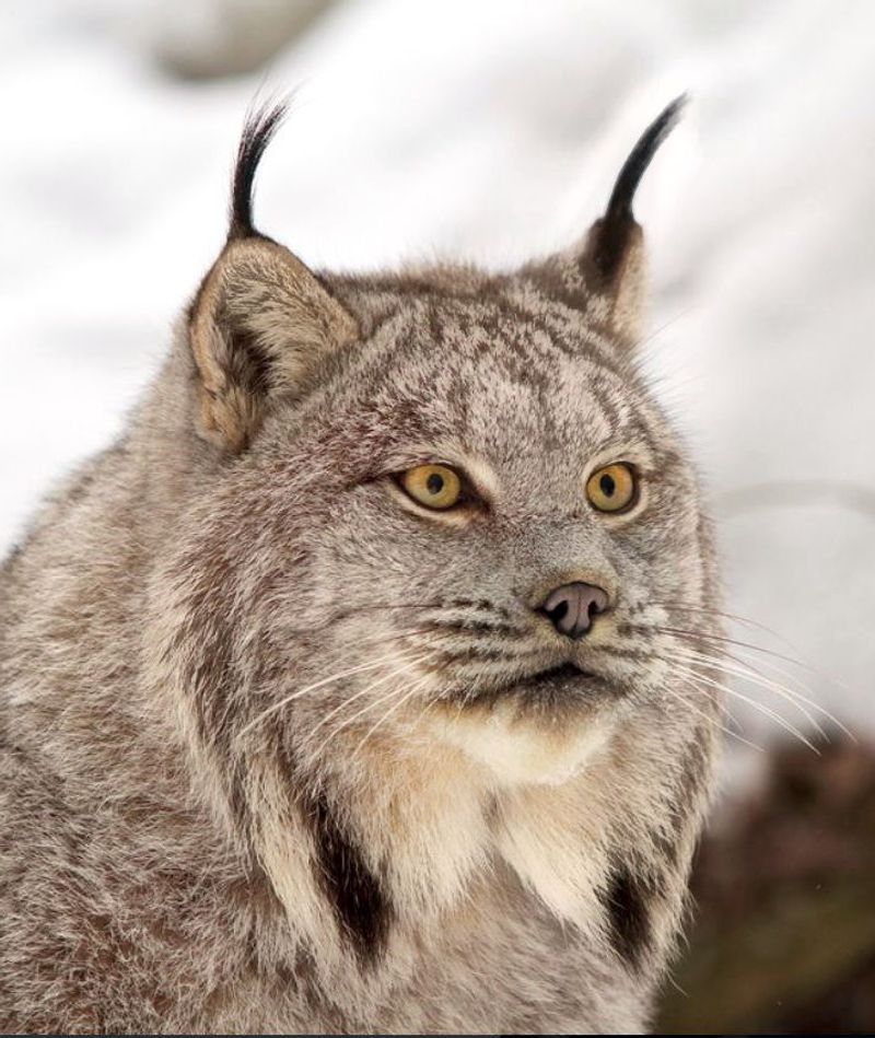 Physical Characteristics of Lynx