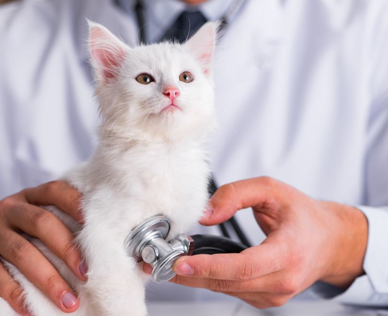 Physical Examination and Health Assessment