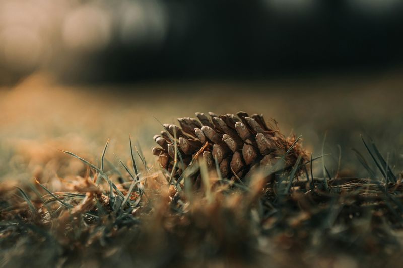 Pine