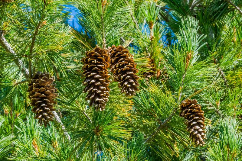 Pine