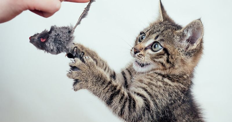 Playful Antics