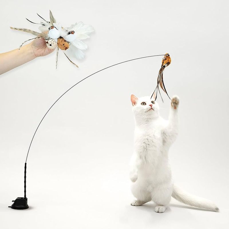 Playful Behavior