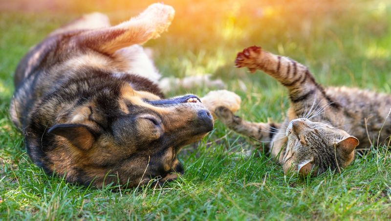 Playful Interaction with Dogs