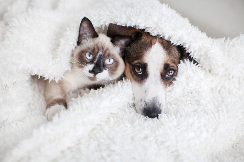 Playful Personalities