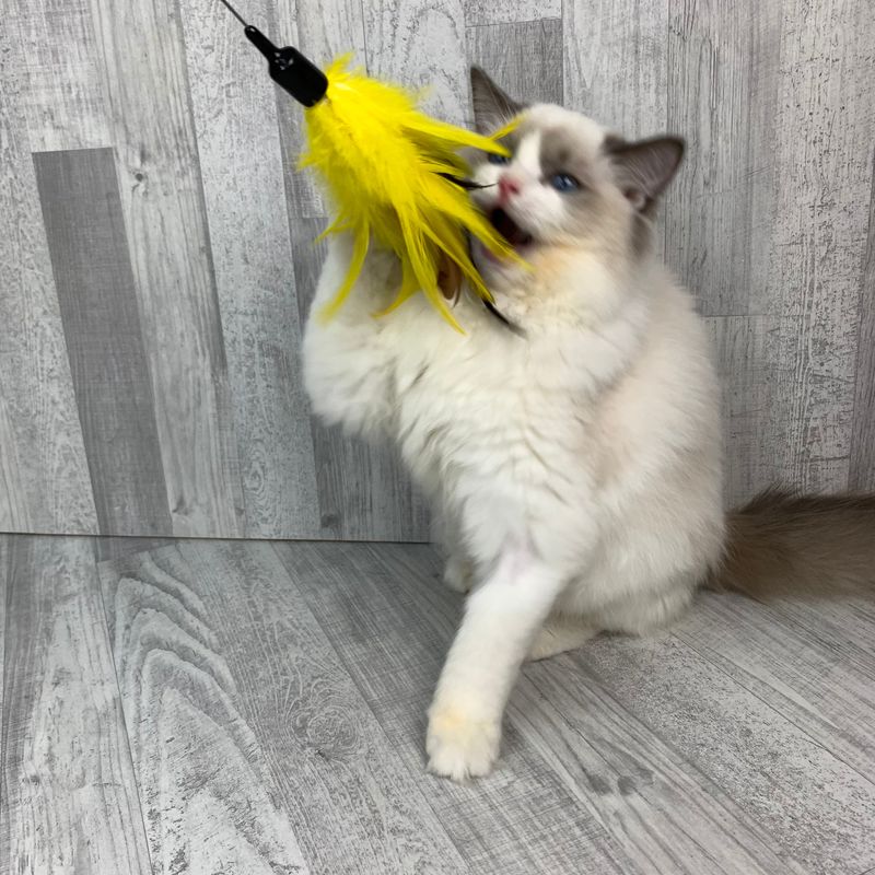 Playful Spirit That Lasts Into Adulthood