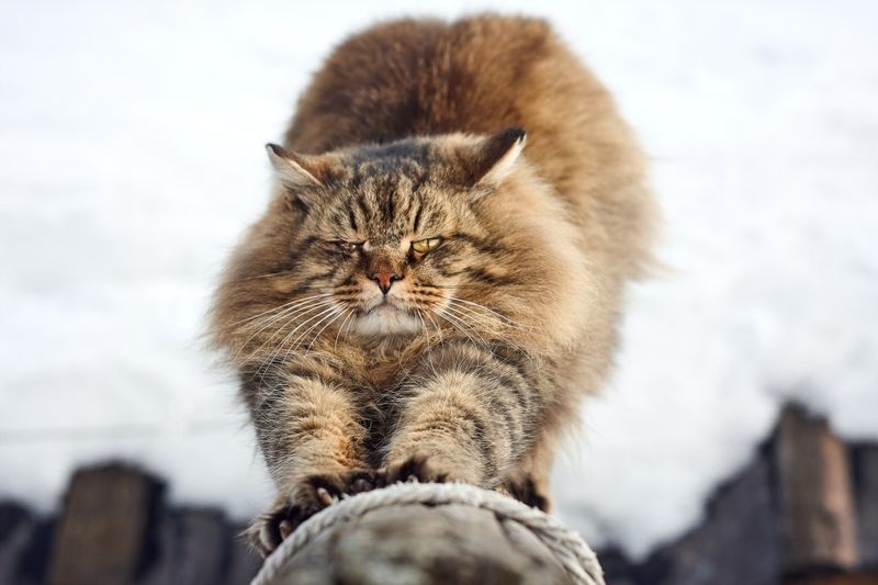 Playful Spirit That Lasts Into Old Age