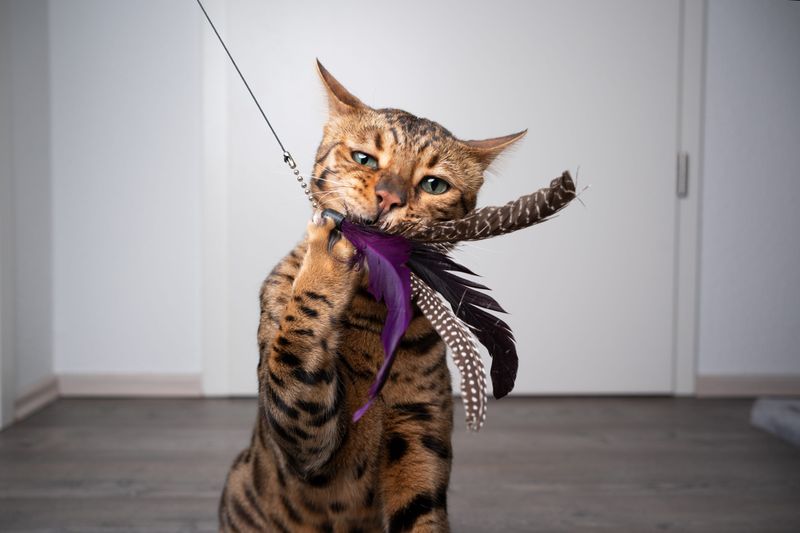 Playtime That Mimics Hunting