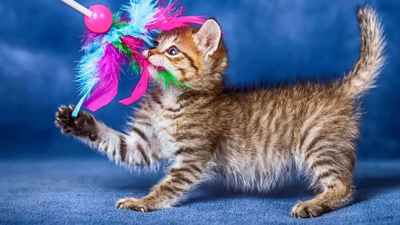 Playtime Together