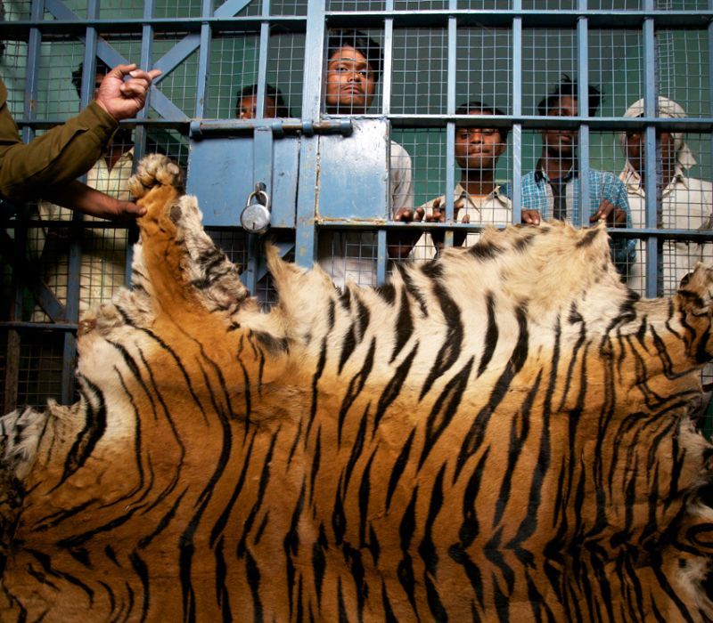 Poaching and Illegal Wildlife Trade