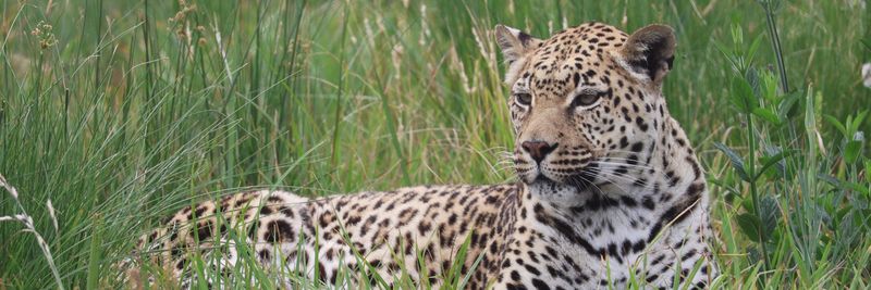 Poaching and Illegal Wildlife Trade