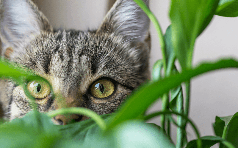 Poisonous Plants