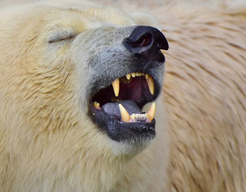 Polar Bear