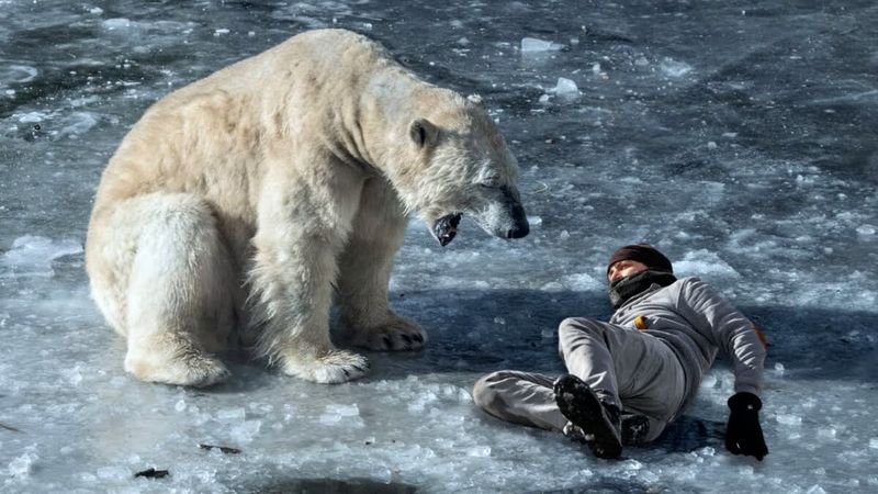 Polar Bears