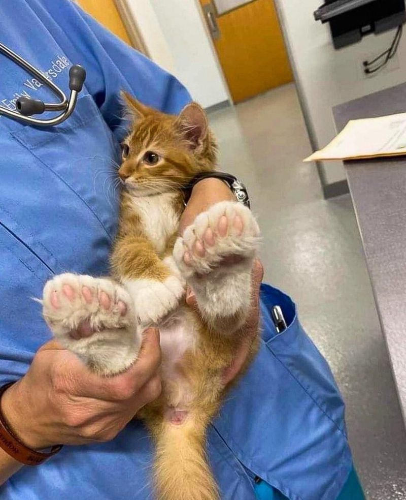 Polydactyl Cats
