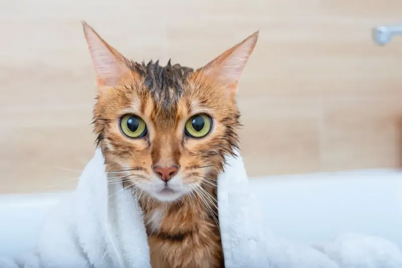 Post-Bath Care