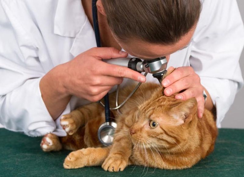 Post-Treatment Care and Prognosis