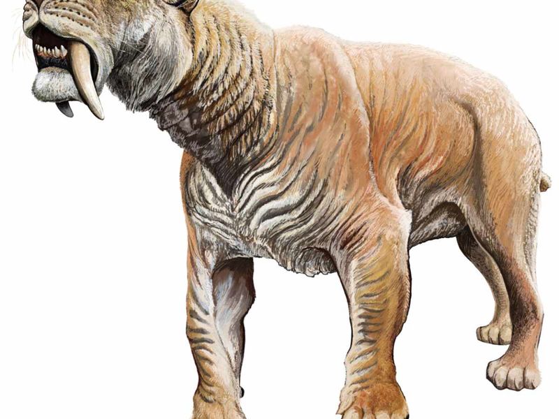 Powerful Forelimbs