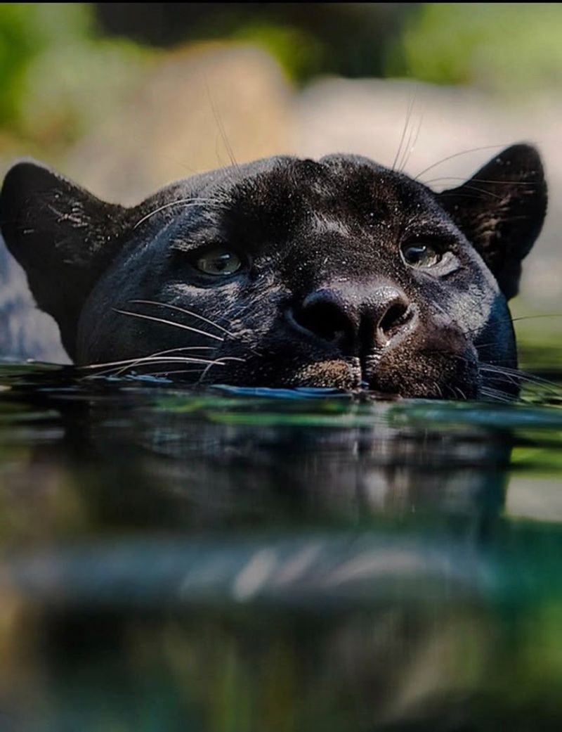 Powerful Swimmers