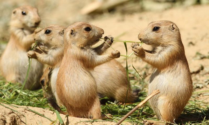 Prairie Dogs