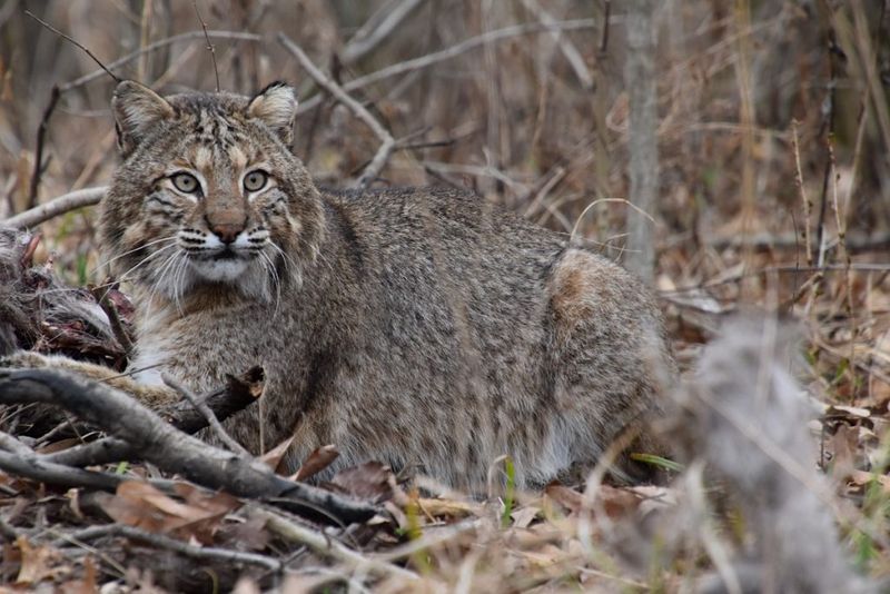Predator-Prey Dynamics