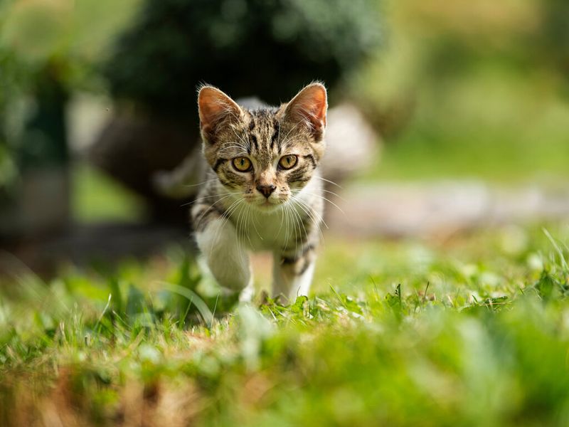 Predatory Behavior