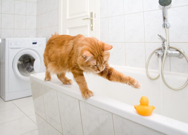 Prepare Your Cat