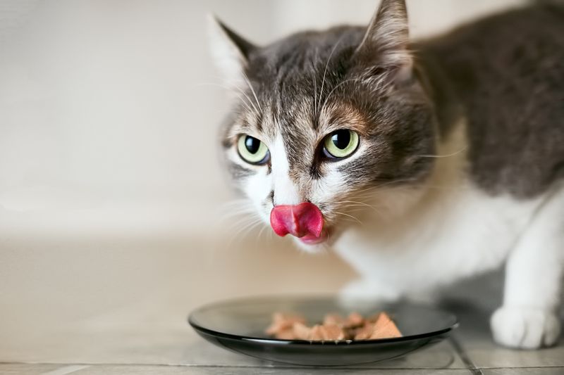 Prepare a Special Last Meal