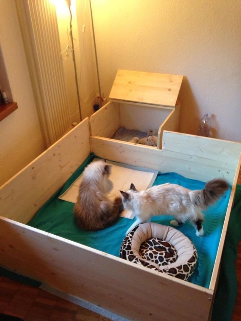 Preparing for the Kitten Arrival