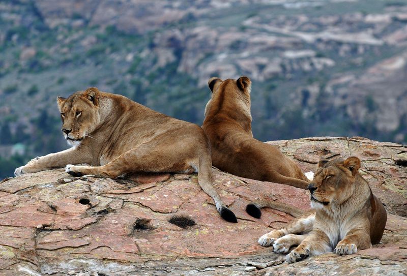 Prey Behavior and Habitat