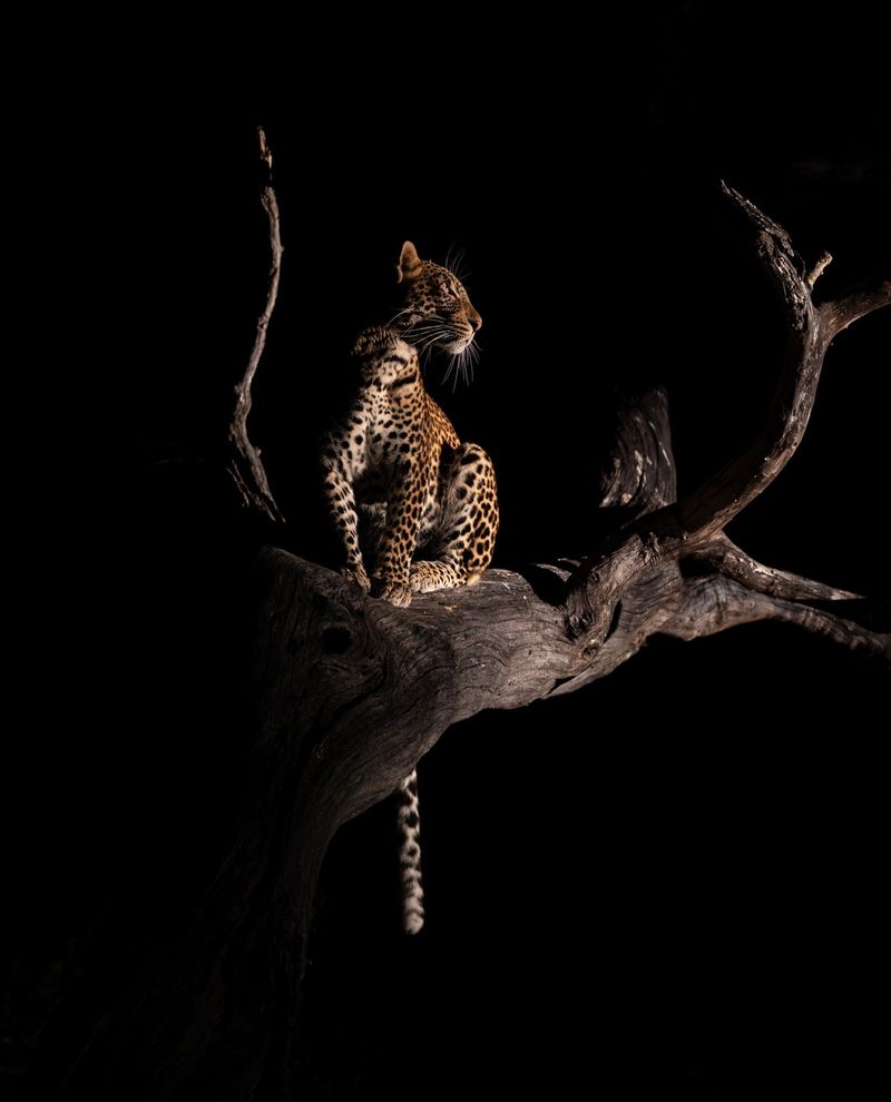 Prey Behavior and Patterns