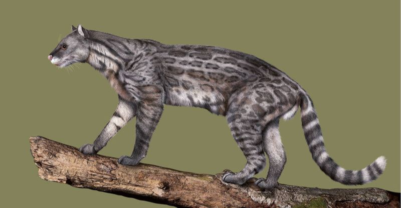 Proailurus